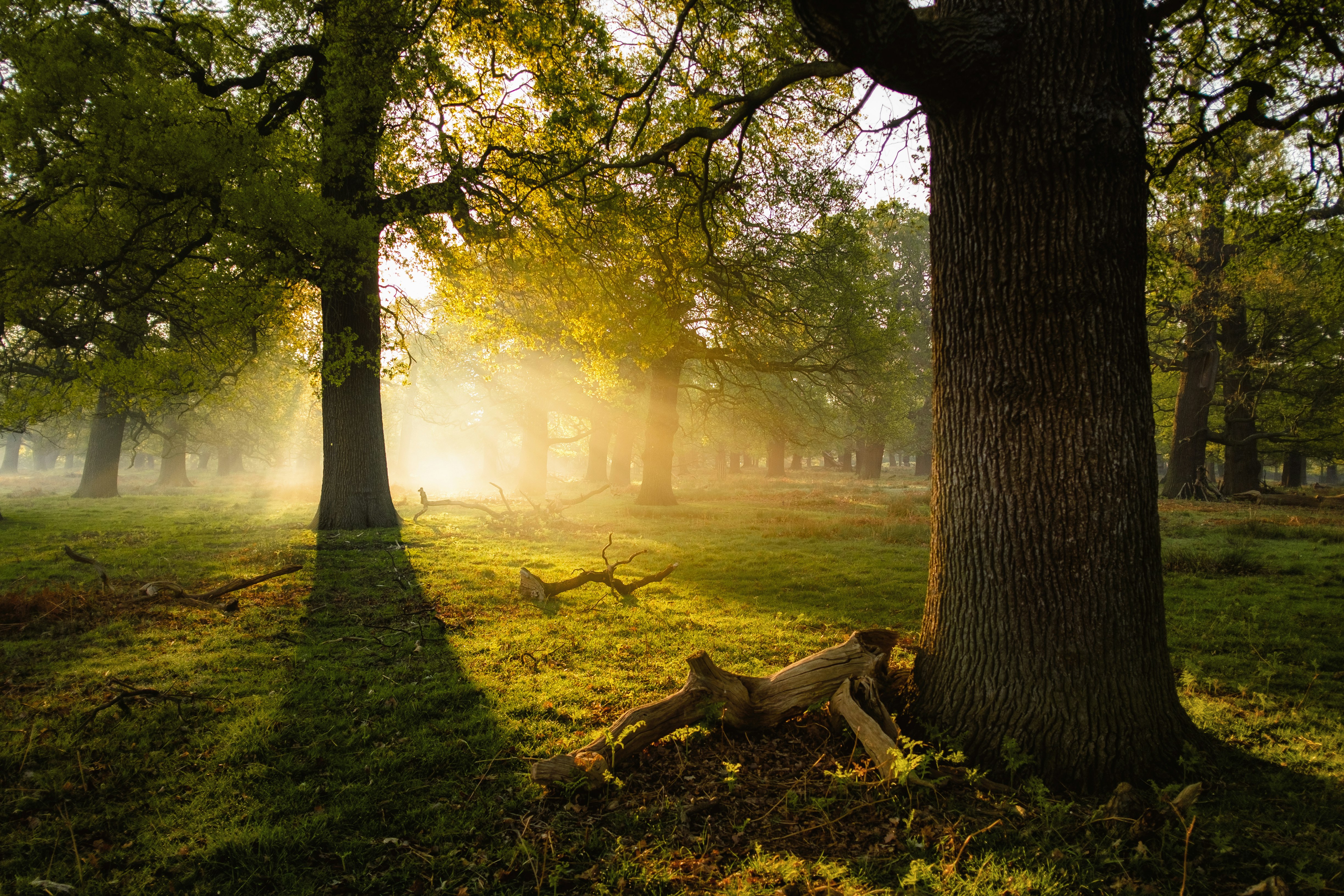 photo of trees